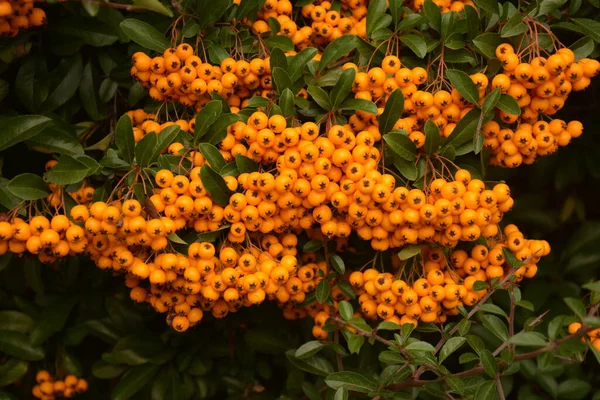 Pyracantha Coccinea Rosaceae Családból Más Néven Tűztüske — Stock Fotó