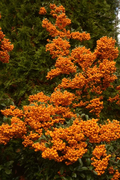 Pyracantha Coccinea Rosaceae Családból Más Néven Tűztüske — Stock Fotó