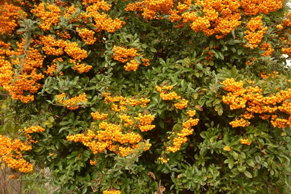 Pyracantha Coccinea Famille Des Rosacées Également Connue Sous Nom Aubépine — Photo