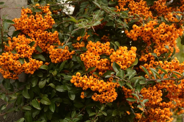 Pyracantha Coccinea Uit Familie Rosaceae Ook Bekend Als Vuurdoorn — Stockfoto