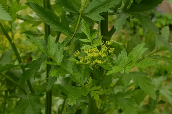 Parsnip Pastinaca Sativa Flowers Bloom Ivy Blurred Background — Stock Photo, Image