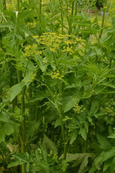 Palsternackor Pastinaca Sativa Blommor Blom Med Murgröna Suddig Bakgrund — Stockfoto