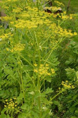 Sarmaşık arkaplanı bulanık olan havuç (Pastinaca Sativa) çiçekleri çiçek açar