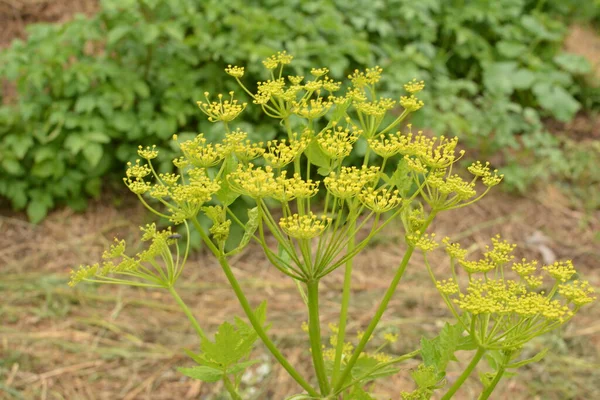 Fleurs Panais Pastinaca Sativa Fleurs Avec Fond Flou Lierre — Photo