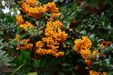 Ateş Dikeni olarak da bilinen Rosaceae ailesinden Pyracantha coccinea.
