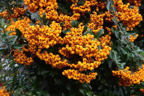 Pyracantha Coccinea Rodziny Rosaceae Znany Również Jako Cierń — Zdjęcie stockowe