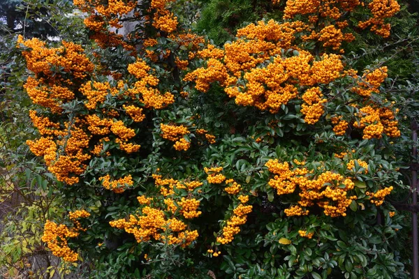 Pyracantha Coccinea Rosaceae Családból Más Néven Tűztüske — Stock Fotó