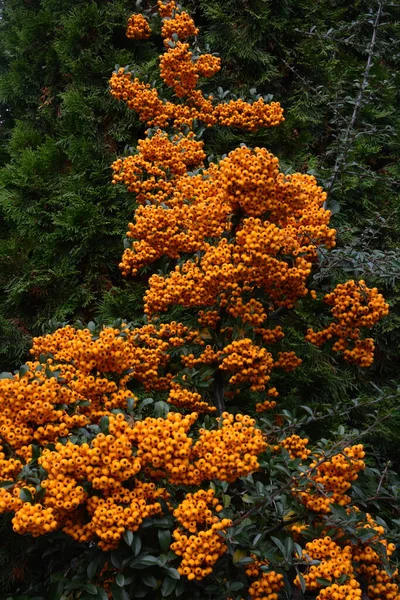 Pyracantha Coccinea Rosaceae Családból Más Néven Tűztüske — Stock Fotó