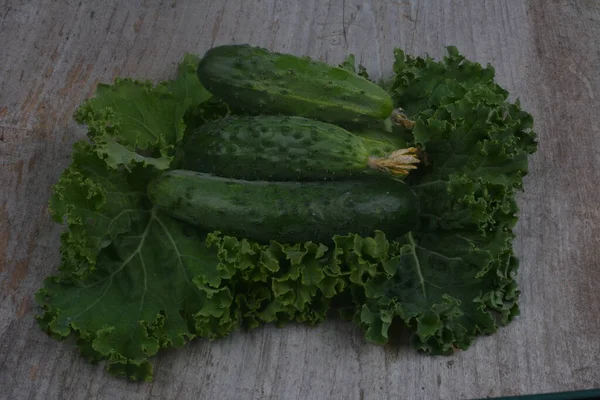 Čerstvé Okurky Dřevěném Stole Tastné Vegetariánské Jídlo — Stock fotografie