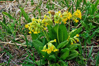 Bahar yabani çiçekleri - Primula verisi (inek ayağı, inek ayağı, inek ayağı çuha çiçeği))