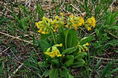 Bahar yabani çiçekleri - Primula verisi (inek ayağı, inek ayağı, inek ayağı çuha çiçeği))