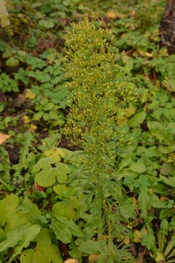 Erigeron Canadensis, at yosunu, Kanada at yosunu, Kanada pire torbası, coltstail, marestail ve kelebek otu olarak bilinir..