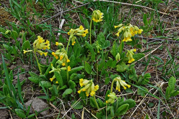 Tavaszi Vadvirágok Primula Veris Tehéncsúszda Közönséges Tehéncsúszda Kankalin — Stock Fotó
