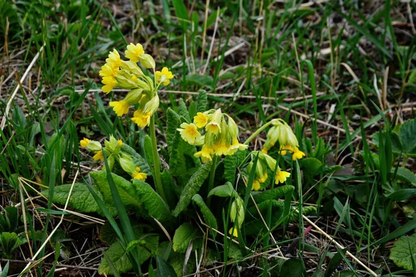 Bahar Yabani Çiçekleri Primula Verisi Inek Ayağı Inek Ayağı Inek — Stok fotoğraf