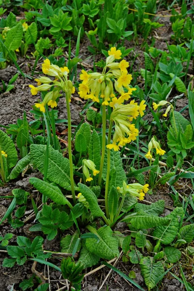 Våren Vilda Blommor Primula Veris Cowslip Vanlig Cowslip Cowslip Primula — Stockfoto