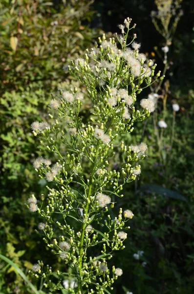 馬の雑草 カナダの馬の雑草 カナダのノミ コルトレイル マーストリール 蝶の雑草として知られているErigeron Canadensis — ストック写真