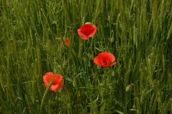 Coquelicots Rouges Sur Les Terres Agricoles Avec Des Cultures Vertes — Photo