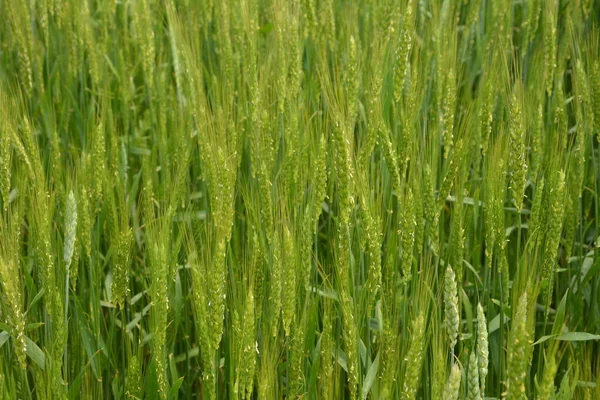Пшеничне Поле Навесні Красивий Пейзаж Зелена Трава Блакитне Небо Хмарами — стокове фото
