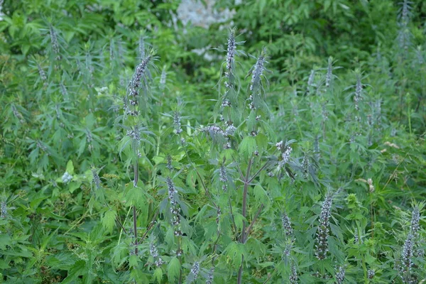 草本植物在草本植物园中的母麦芽 用作心内科药物 狮子座心形绿叶 — 图库照片