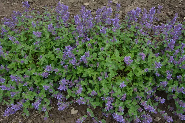 Nepeta Racemosa Raceme Catnip Syn 麝香属植物 Mussiniii 是兰科的一种开花植物 Nepeta Transcaucasica — 图库照片