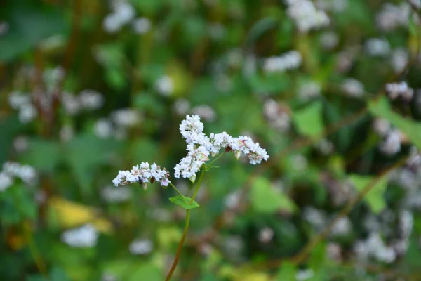 夏の太陽の光の中でソバ畑を開花させ クローズアップします 食用植物やハーブ そばや一般的なソバの植物の花の植物コレクション — ストック写真