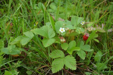 Yeşil yapraklı yabani çilek ve olgun kırmızı meyve Fragaria Vesca.