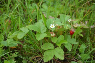 Yeşil yapraklı yabani çilek ve olgun kırmızı meyve Fragaria Vesca.
