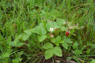 Yeşil yapraklı yabani çilek ve olgun kırmızı meyve Fragaria Vesca.