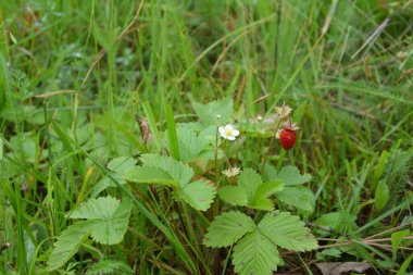 Yeşil yapraklı yabani çilek ve olgun kırmızı meyve Fragaria Vesca.