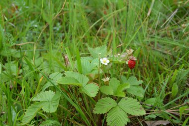 Yeşil yapraklı yabani çilek ve olgun kırmızı meyve Fragaria Vesca.