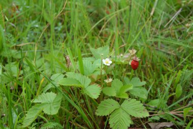 Yeşil yapraklı yabani çilek ve olgun kırmızı meyve Fragaria Vesca.