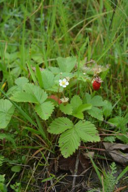 Yeşil yapraklı yabani çilek ve olgun kırmızı meyve Fragaria Vesca.