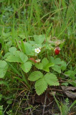 Yeşil yapraklı yabani çilek ve olgun kırmızı meyve Fragaria Vesca.