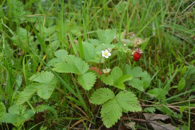 Yeşil yapraklı yabani çilek ve olgun kırmızı meyve Fragaria Vesca.