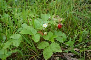 Yeşil yapraklı yabani çilek ve olgun kırmızı meyve Fragaria Vesca.