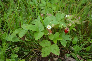 Yeşil yapraklı yabani çilek ve olgun kırmızı meyve Fragaria Vesca.