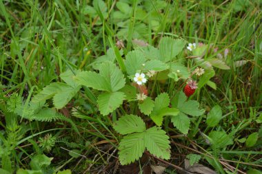 Yeşil yapraklı yabani çilek ve olgun kırmızı meyve Fragaria Vesca.