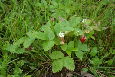 Yeşil yapraklı yabani çilek ve olgun kırmızı meyve Fragaria Vesca.