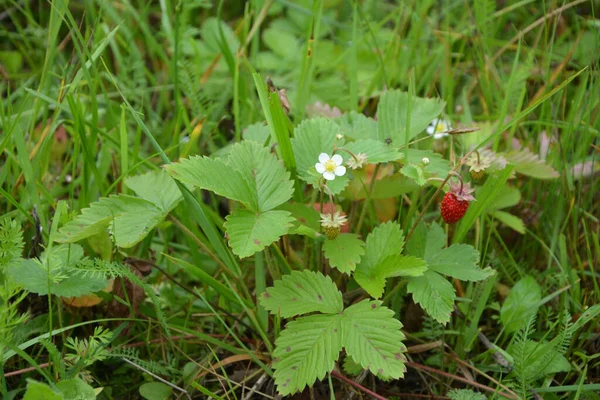 Yeşil yapraklı yabani çilek ve olgun kırmızı meyve Fragaria Vesca.