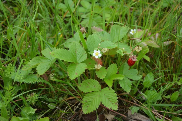 Yeşil yapraklı yabani çilek ve olgun kırmızı meyve Fragaria Vesca.