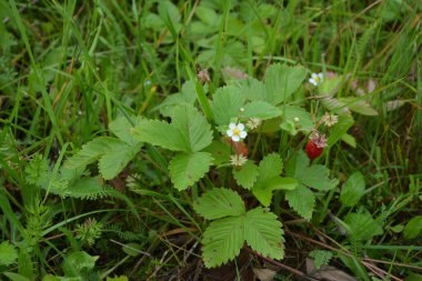 Yeşil yapraklı yabani çilek ve olgun kırmızı meyve Fragaria Vesca.