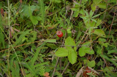 Yeşil yapraklı yabani çilek ve olgun kırmızı meyve Fragaria Vesca.