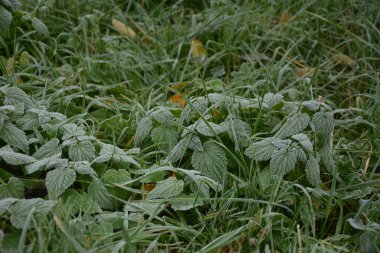 Çimlerde buz ve yapraklar. Kahverengi, kırmızı, yeşil sonbahar arkaplanı. Sonbahar bahçesi ya da orman. Koruyun. Donmuş yüzey