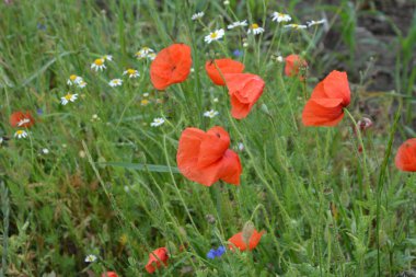 Yeşil çimlerde kırmızı haşhaş. Zafer Günü için mevsimlik bahar çiçekleri. Büyük kırmızı kutulu haşhaş çiçeği.