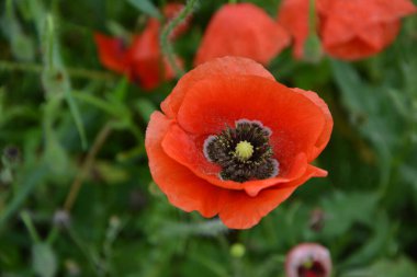Yeşil çimlerde kırmızı haşhaş. Zafer Günü için mevsimlik bahar çiçekleri. Büyük kırmızı kutulu haşhaş çiçeği.