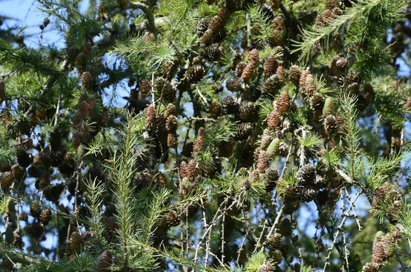 Entspannendes Lärchengrün Nahaufnahme Von Laub Der Europäischen Lärche Larix Decidua — Stockfoto