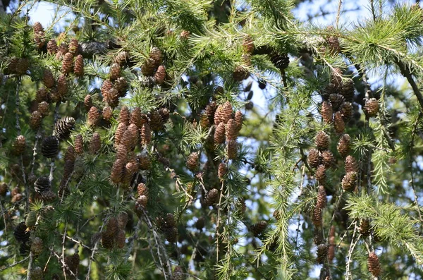 Vegetazione Larice Rilassante Primo Piano Larice Europeo Larix Decidua Fogliame — Foto Stock