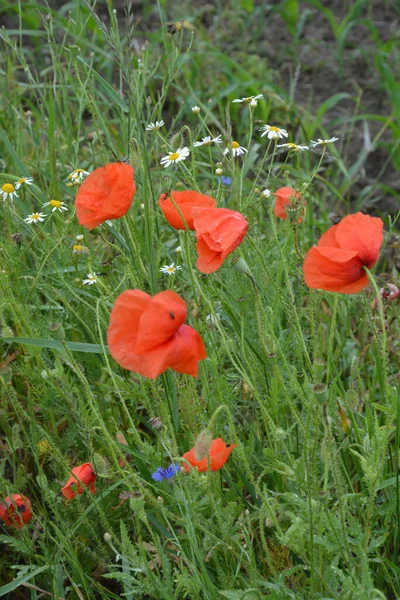 Pavot Rouge Dans Herbe Verte Fleurs Printanières Saisonnières Pour Jour — Photo