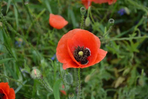 Papoula Vermelha Grama Verde Flores Sazonais Primavera Para Dia Vitória — Fotografia de Stock