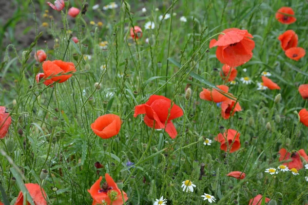 Pavot Rouge Dans Herbe Verte Fleurs Printanières Saisonnières Pour Jour — Photo